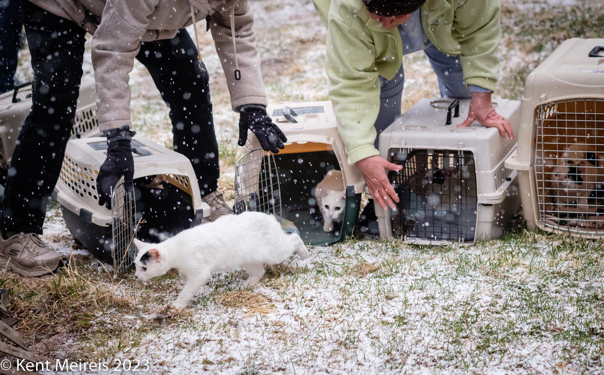 Black and white feral cats